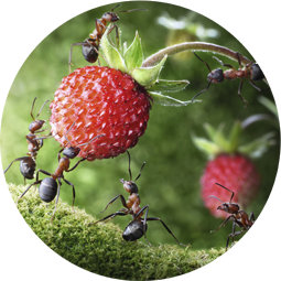ants-and-berry-circle-255
